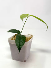 Load image into Gallery viewer, Hoya Campanulata