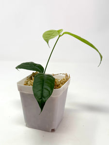 Hoya Campanulata