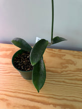 Load image into Gallery viewer, 236. Hoya Melifua