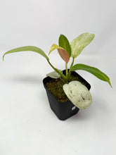 Load image into Gallery viewer, Philodendron Whipple Way D
