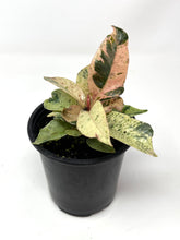 Load image into Gallery viewer, Ficus Shivereana Moonshine (Ships within Canada only)