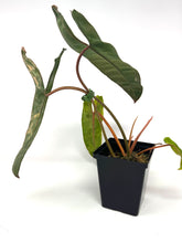 Load image into Gallery viewer, Philodendron Billietiae Variegated D