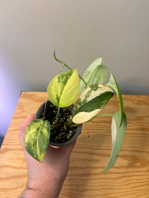 190. Scindapsus Jade Satin Variegated