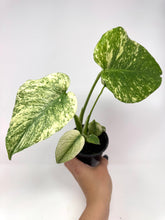 Load image into Gallery viewer, Monstera Deliciosa Mint Variegated