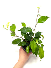 Load image into Gallery viewer, Ficus Benjamina ‘Little Leaf’