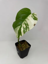 Load image into Gallery viewer, Monstera Deliciosa Albo Variegated G