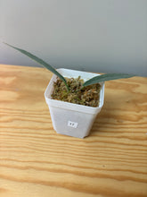 Load image into Gallery viewer, 17. Hoya Brassii Variegated