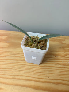 17. Hoya Brassii Variegated
