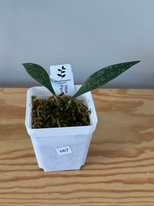 167. Hoya Parviflora Splash