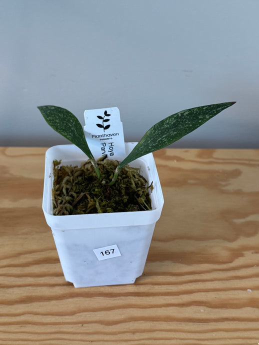 167. Hoya Parviflora Splash