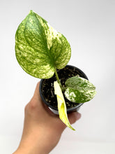 Load image into Gallery viewer, Monstera Deliciosa Mint Variegated