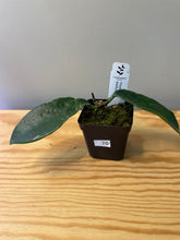 Load image into Gallery viewer, 70. Hoya Meliflua