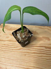 Load image into Gallery viewer, 214. Monstera Esqueleto (juvenile)