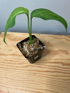 214. Monstera Esqueleto (juvenile)