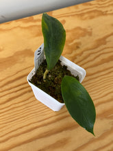 Load image into Gallery viewer, 42. Hoya Vorapol