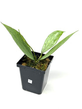 Load image into Gallery viewer, Hoya Germany Silver E