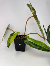 Load image into Gallery viewer, Philodendron Billietiae Variegated C