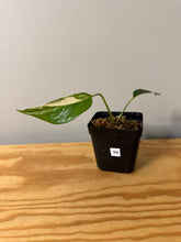 Load image into Gallery viewer, 94. Epipremnum Pinnatum Albo Variegated