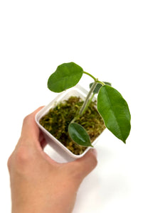 Hoya Lauterbachii