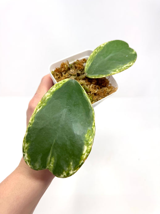 Hoya Kerrii Albo Variegated Splash