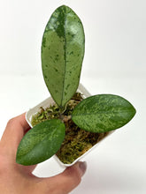 Load image into Gallery viewer, Hoya Meena Silver (H. Crassipetiolata Splash x H. 'Michele') A