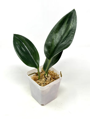 Scindapsus Treubii Dark Form