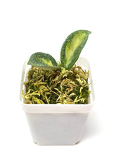 Load image into Gallery viewer, Hoya Carnosa ‘Argentea Princess’ B