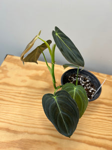 82. Philodendron Melanochrysum