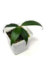 Load image into Gallery viewer, Hoya Liwa