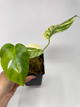 Load image into Gallery viewer, Monstera Deliciosa Aurea Variegated C