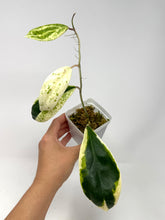 Load image into Gallery viewer, Hoya Incrassata Albo Variegated