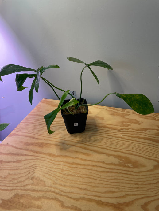 36. Philodendron 69686