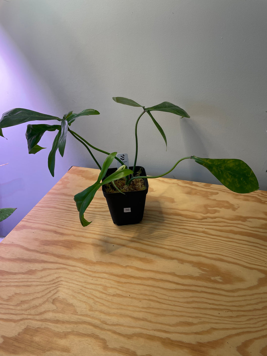 36. Philodendron 69686