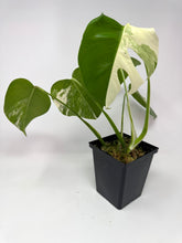 Load image into Gallery viewer, Monstera Deliciosa Albo Variegated A