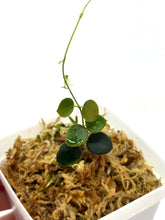 Load image into Gallery viewer, Hoya sp. Papua (IM08)