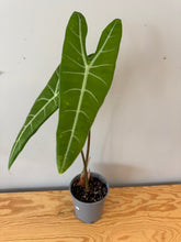 Load image into Gallery viewer, 22. Alocasia Longiloba (large plant)