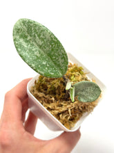 Load image into Gallery viewer, Hoya Carnosa ‘Grey Ghost’