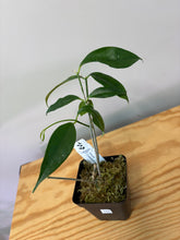 Load image into Gallery viewer, 103. Hoya Cystiantha