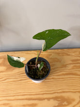 Load image into Gallery viewer, 140. Syngonium Podophyllum Albo Variegated