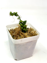 Load image into Gallery viewer, Dischidia Dragon Jade