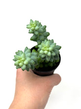 Load image into Gallery viewer, Sedum Morganianum ‘Burro’s Tail’