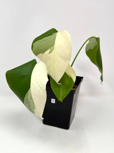 Monstera Deliciosa Albo Variegated G