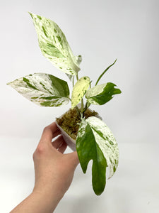 Epipremnum Pinnatum 'Marble' Variegated