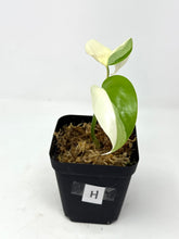 Load image into Gallery viewer, Monstera Deliciosa Albo Variegated H