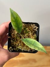 Load image into Gallery viewer, 75. Hoya Carnosa Grey Ghost