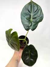 Load image into Gallery viewer, Alocasia ‘Golden Bone’