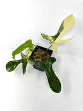 Load image into Gallery viewer, Philodendron Florida Beauty D