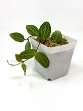 Load image into Gallery viewer, Dischidia Ovata