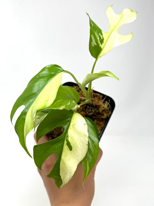 Rhaphidophora Tetrasperma Variegated