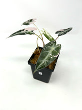 Load image into Gallery viewer, Alocasia Bambino Pink Variegated B